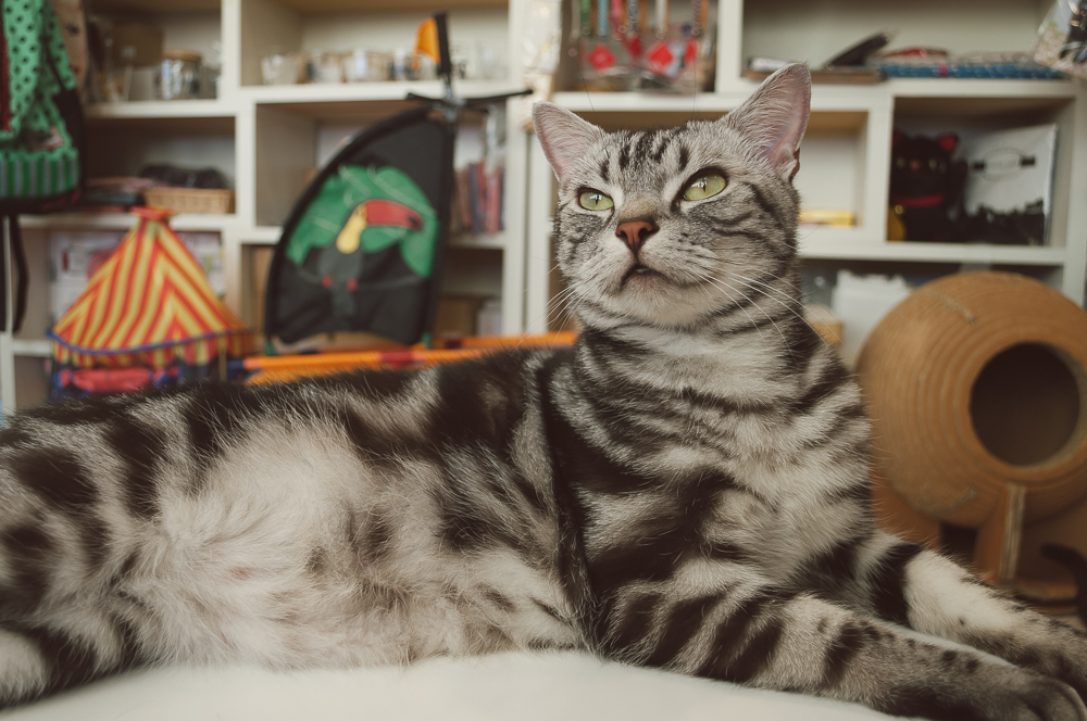 Cat Cafe in Tokyo | Thought & Sight