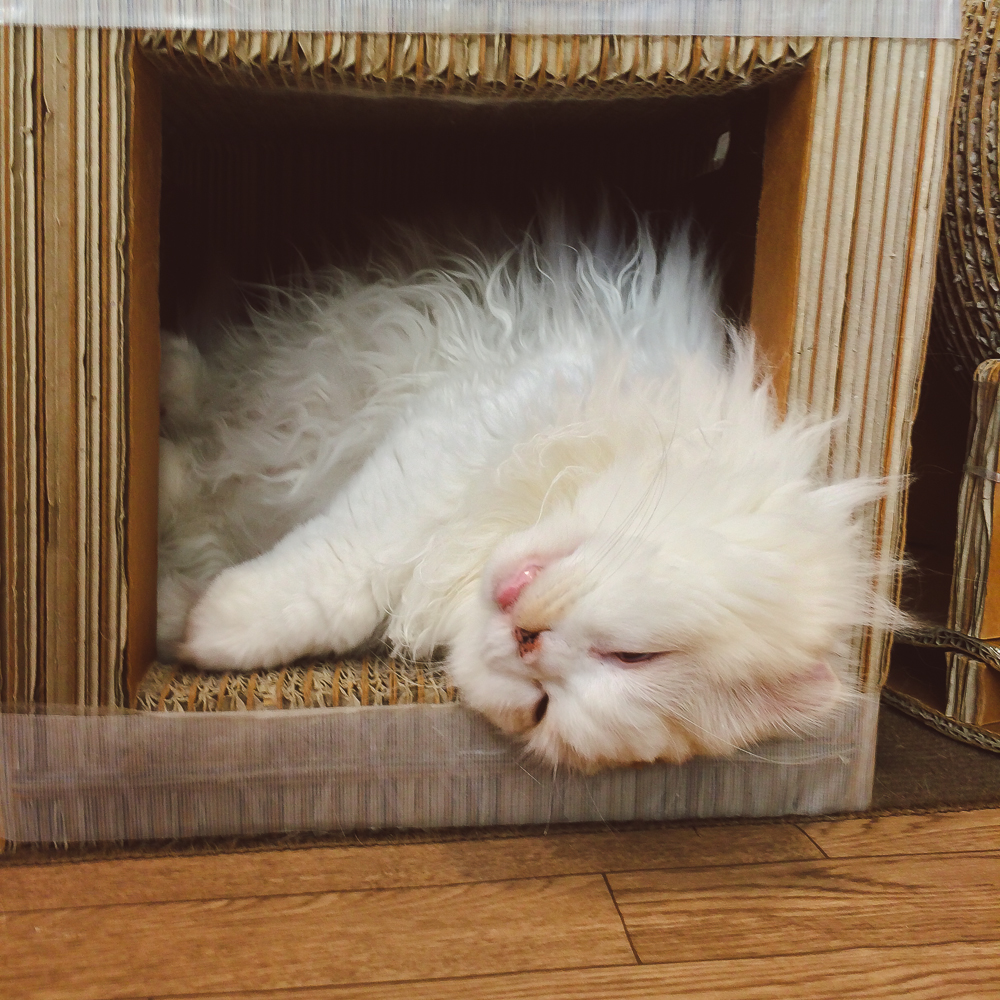 Cat Cafe in Tokyo | Thought & Sight