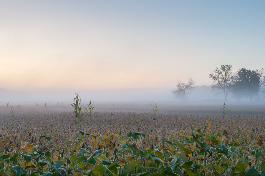 foggy autumn morning in rural ohio cornfield