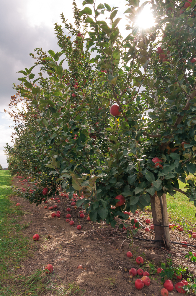 apple grove in traverse city, an autumn road trip through michigan