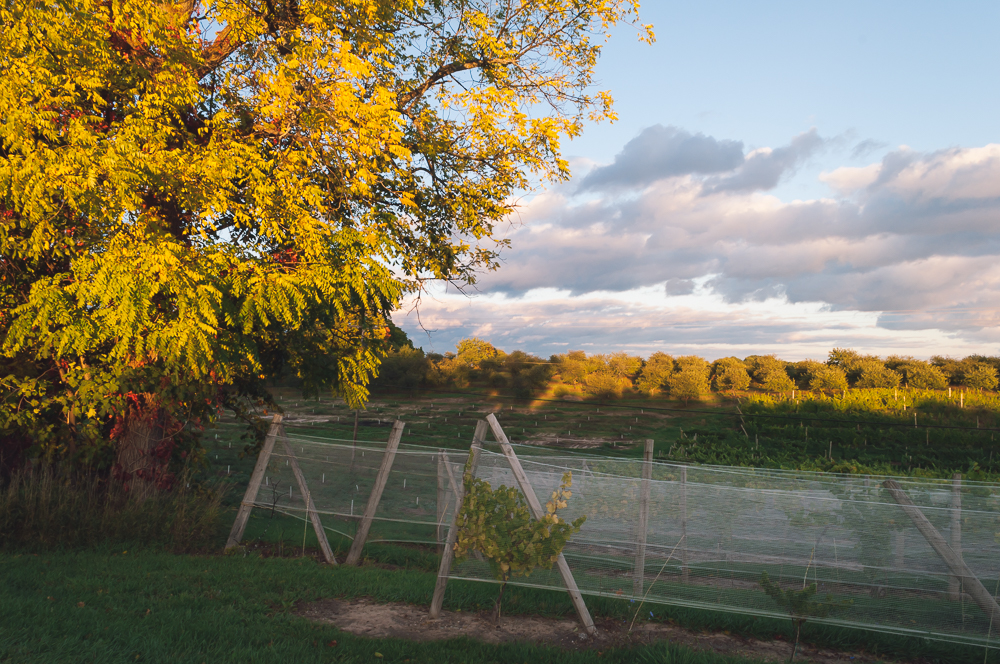 an autumn road trip through michigan to traverse city winery