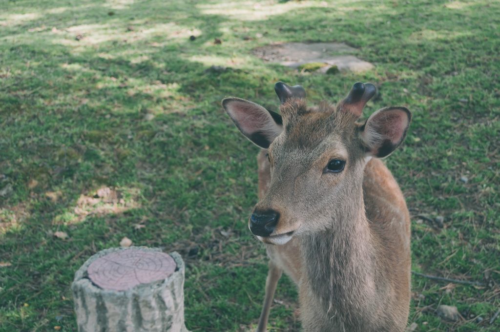 Deer park in Nara, Japan | Thought & Sight