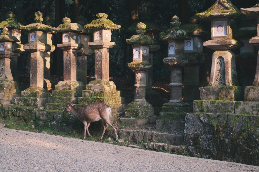 Shrine near dear park in Nara, Japan | Thought & Sight
