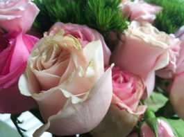 Bouqs vs Urbanstems: Which Online Flower Delivery Service is Better ...