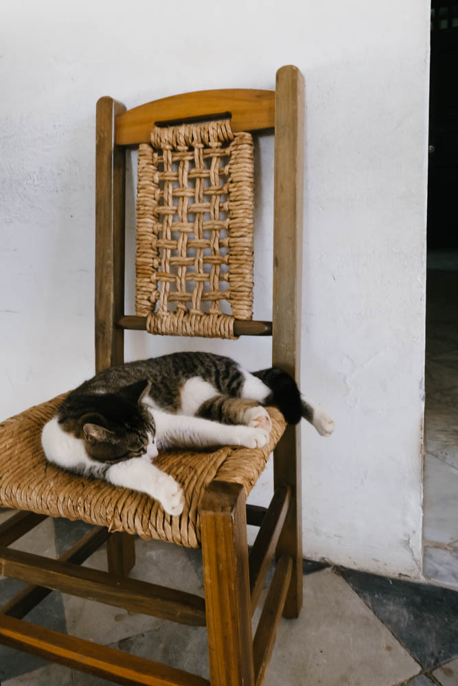 Sleeping cat at Casa Blanca House Museum in San Juan, Puerto Rico