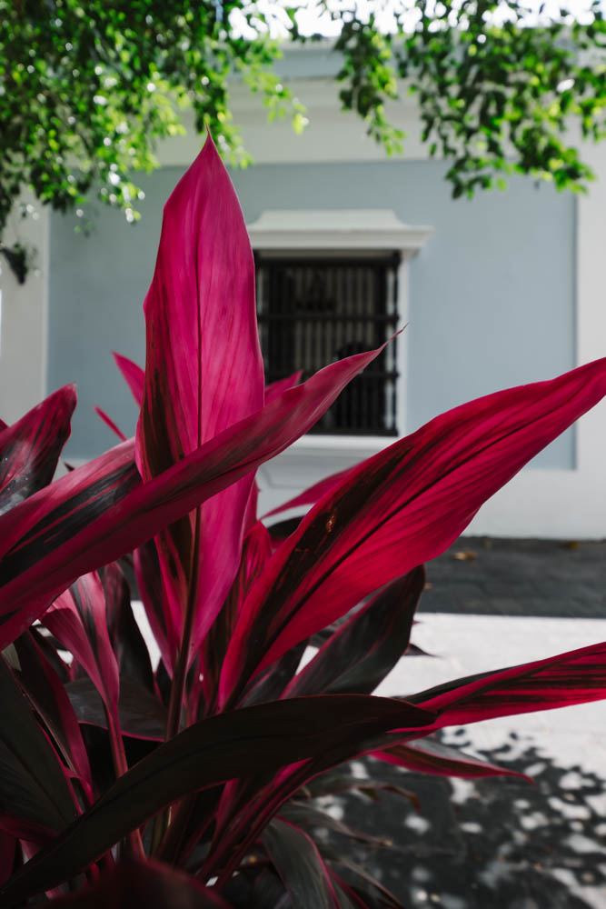 Colorful foliage outside the Casa Blanca House Museum in San Juan, Puerto Rico